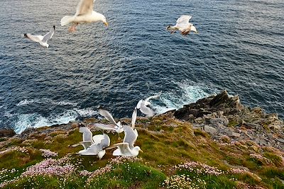 © PISTOLESI Andrea / hemis.fr - Péninsule de Dingle - Comté de Kerry - Irlande Péninsule de Dingle - Comté de Kerry - Irlande