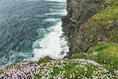 © MNStudio / Adobe Stock - Littoral Irlandais et fleurs sauvages d'Irlande Littoral Irlandais et fleurs sauvages d'Irlande