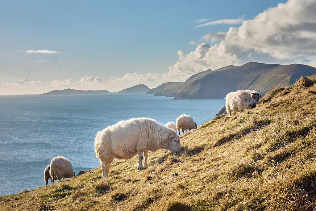 Image Tour de l'Irlande - Dingle Way - Inishmore - Chaussée des géants - Belfast
