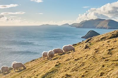 Moutons - Péninsule de Dingle - Kerry - Irlande