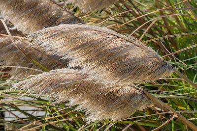 Végétation - Comté de Kerry - Irlande