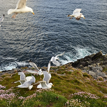 Randonnée Irlande Kerry