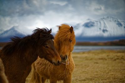 Chevaux islandais – Islande 