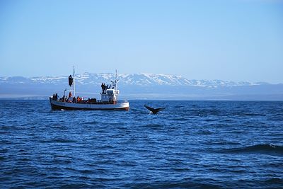 Sortie baleine près d'Husavik - Islande