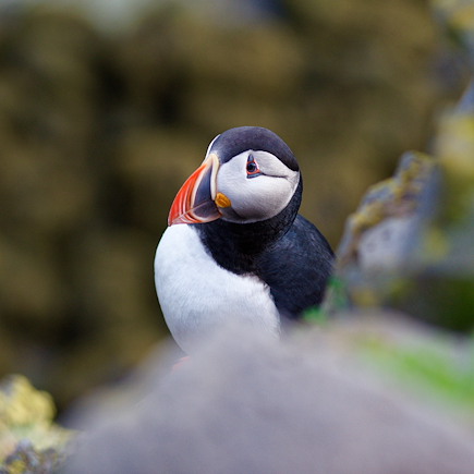 Découverte Islande