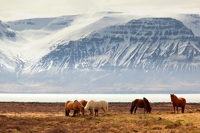Chevaux islandais - Islande