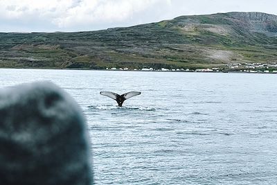 Observation des baleines - Islande