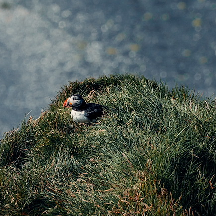 Découverte Islande