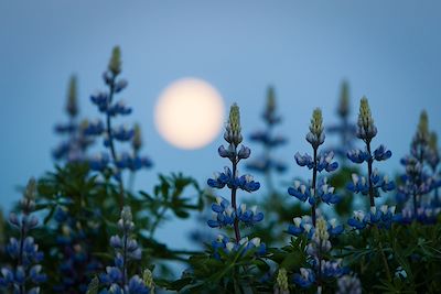 Fleurs de lupin