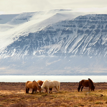Aurores boréales Islande
