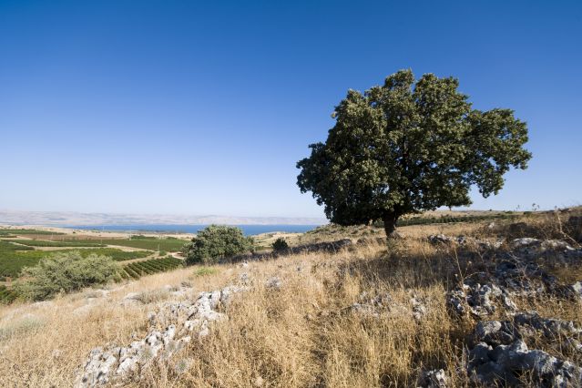 Voyage à pied : Israël : Galilée, lac de Tibériade et montagnes de Judée