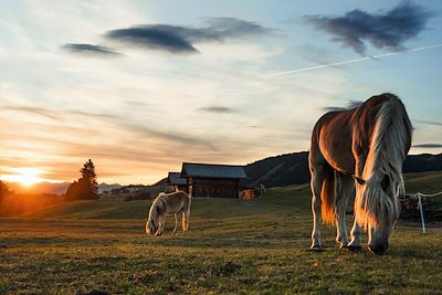 Alpage Alpe di Siusi - Dolomites - Italie