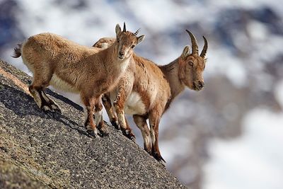 Bouquetin des Alpes - Grand Paradis - Italie