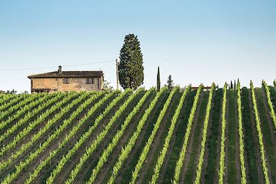 Vignobles en Toscane - Italie