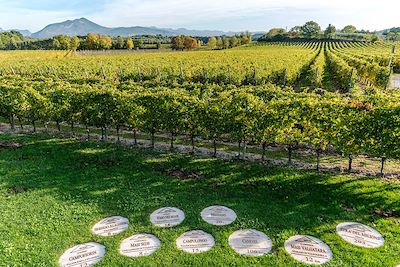 Vignobles vers Bardolino - Vénétie - Italie