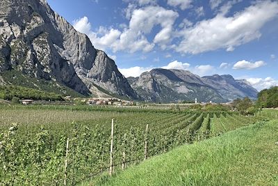 Vignobles du côté du Lac de Garde - Italie