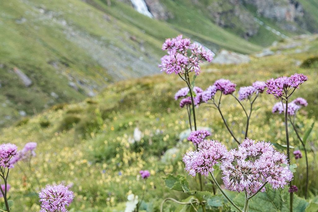 Image Trek Vallée d'Aoste - Ascension Ruitor - Randonnée Alpes italiennes