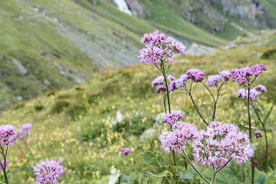 Fleurs de montagne - Valgrisenche - Vallée d'Aoste - Italie