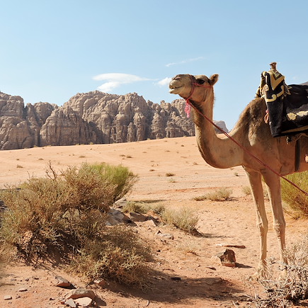 Multi-activités Jordanie