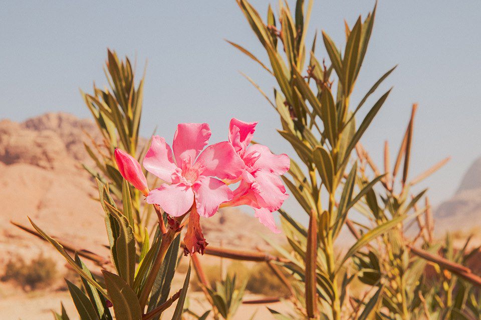 Image découverte Petra - randonnée wadi Rum - baignade à la mer Rouge