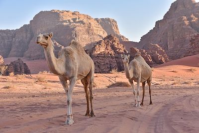 Wadi Rum - Jordanie 