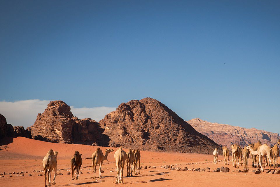 Image Snorkeling À Aqaba, Cours De Cuisine Bedouine À Pétra, Chameau Dans Le Wadi Rum