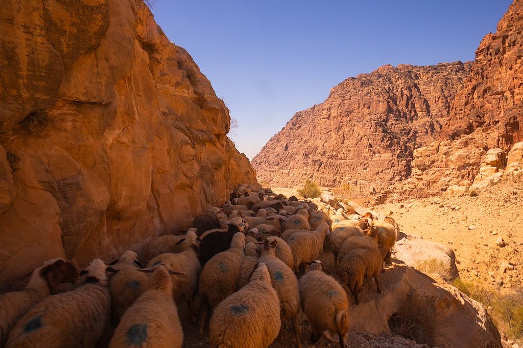 Image Randonnée Chamelière Dans Le Désert Du Wadi, Aventure Dans La Cité Antique De Pétra