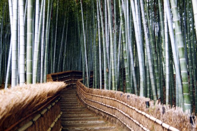 Trek - De Kyoto à Tokyo par la route des montagnes