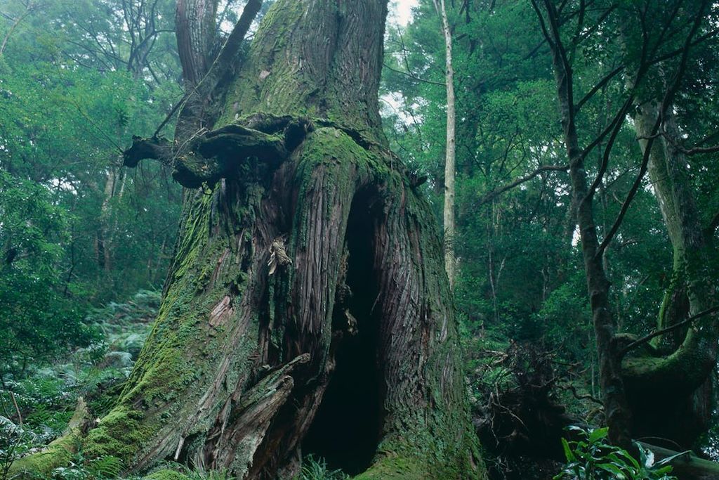 Image randonnée Kumano Kodo - Pélerinage Japon