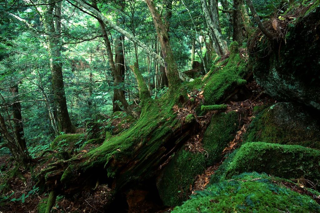 Image Trek Kumano kodo - Pélerinage Nakasendo