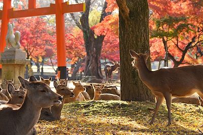 Parc de Nara - Japon