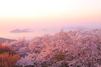 Cerisiers en fleurs - Japon