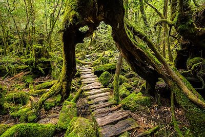 Forêt sur l'Île d'Yakushima - Japon