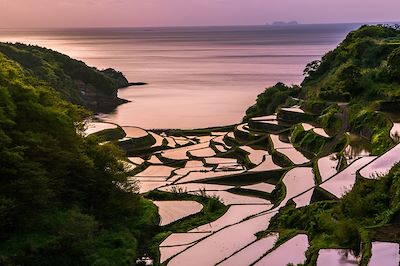 Champ de riz - Kyushu - Japon