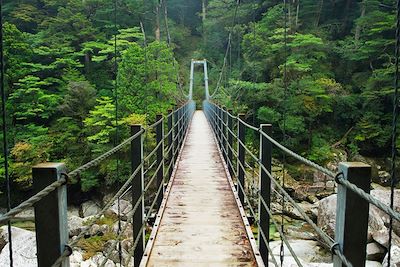 Forêt tropicale Pont Yakusugi -  Île d'Yakushima - Japon
