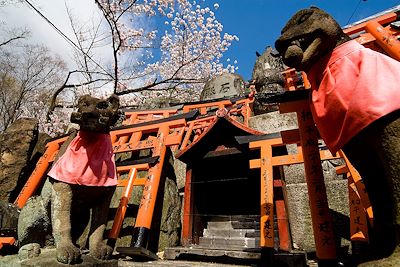 © Christophe Migeon - Inari, le renard - torii - sanctuaire de Fushimi Inari - Kyoto - île de Honshu - Japon Inari, le renard - torii - sanctuaire de Fushimi Inari - Kyoto - île de Honshu - Japon