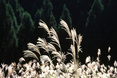 © NaturePhotograph / Getty Images - Herbe de la Pampa (susuki) - Japon Herbe de la Pampa (susuki) - Japon