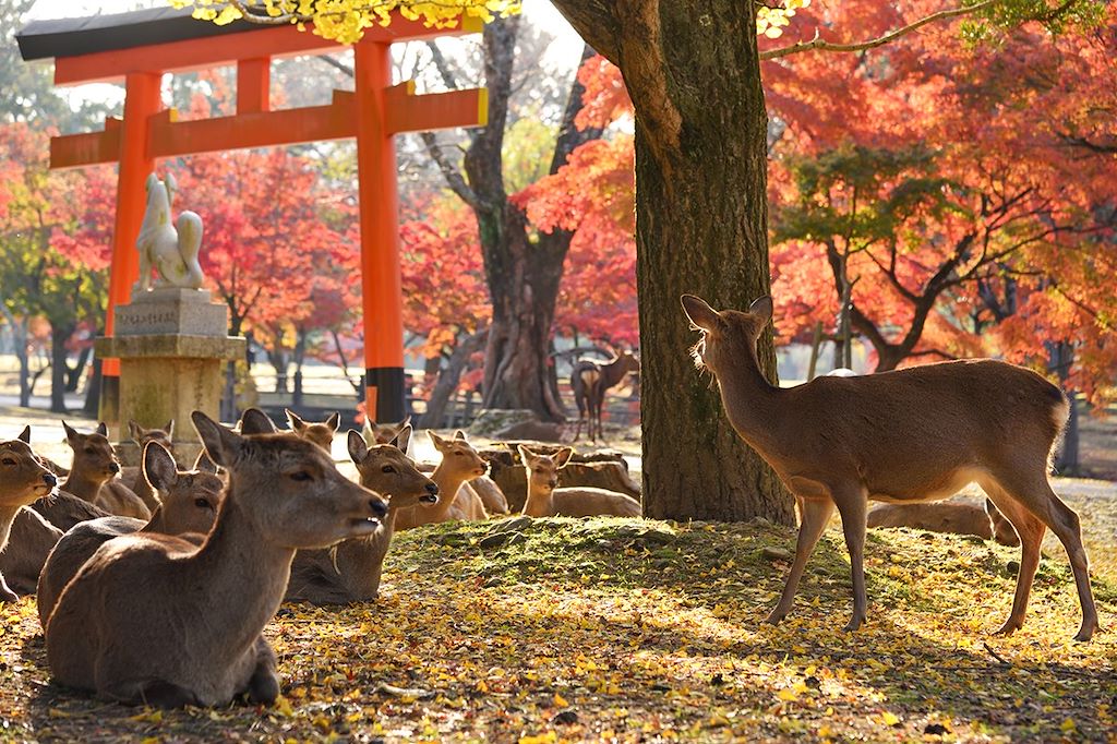 Image Randonnée Alpes Japonaises - Visite Ise Jingu - Découverte Asuka
