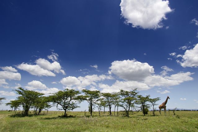 Parc National de Samburu - Kenya