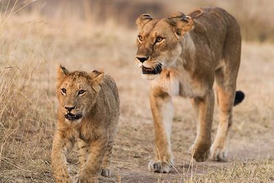 Lionceau et lionne dans le parc de Masai Mara - Kenya