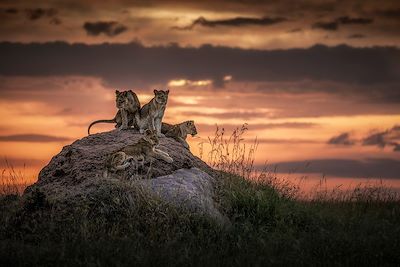 Lionceaux à Maasai Mara au coucher du soleil - Kenya