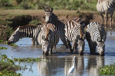 Réserve du Massai Mara - Vallée du Rift - Kenya