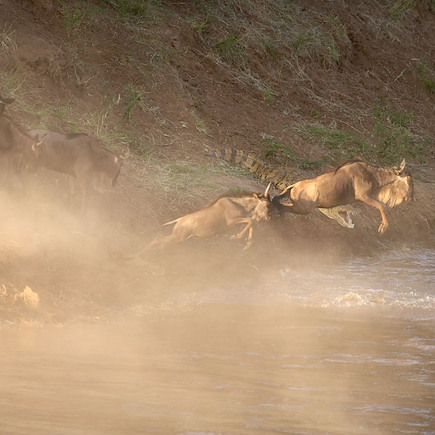 Safari Kenya Masaï Mara