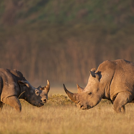 Safari Kenya Masaï Mara