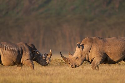 Parc national du lac Nakuru - Vallée du Rift - Kenya