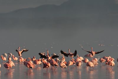 Parc national du lac Nakuru - Vallée du Rift - Kenya