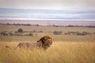 Lion dans la savanne - Kenya