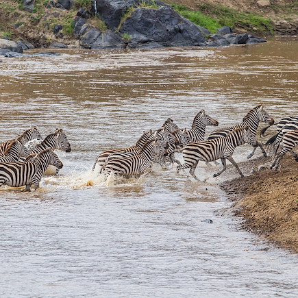 Safari Kenya Masaï Mara