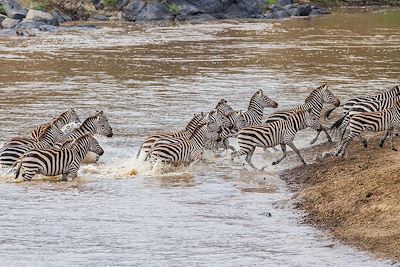 © Henk Bogaard / iStock - Les zèbres du Massaï Mara - Kenya Les zèbres du Massaï Mara - Kenya