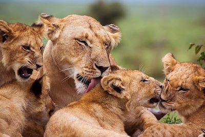 © WLDavies / iStock - Famille de lions dans la Réserve nationale de Masaï Mara - Kenya Famille de lions dans la Réserve nationale de Masaï Mara - Kenya